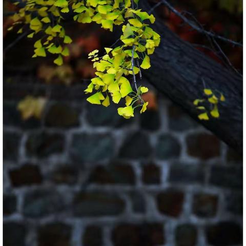 【晚秋】
