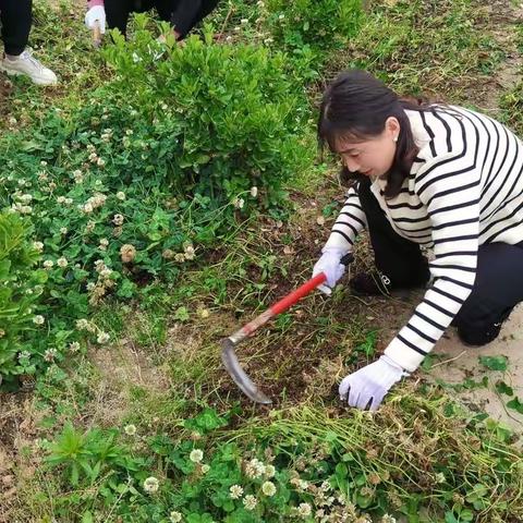 共建美丽校园，净化校园环境—师灵北王小学进行校园杂草清理活动