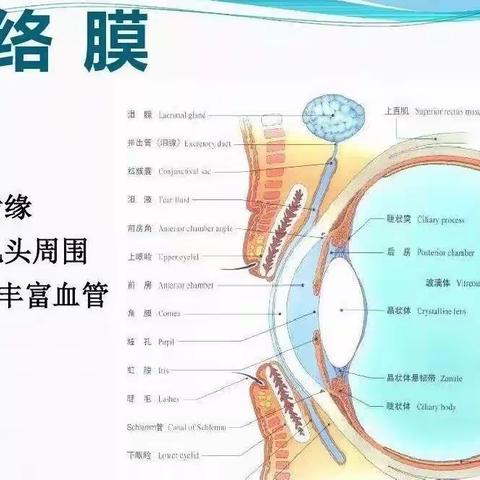 28张眼科基础解剖图集