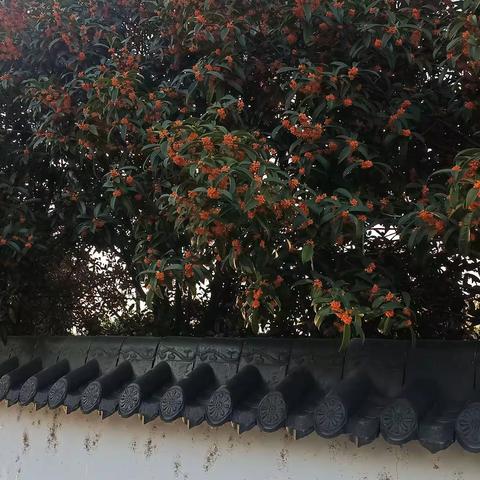 桂花香了