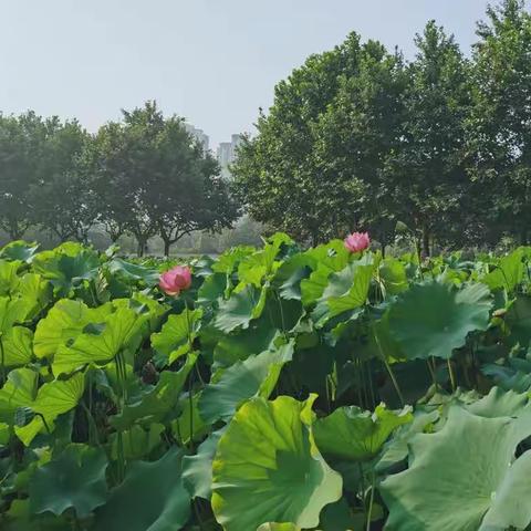 情醉荷花 心淡如莲