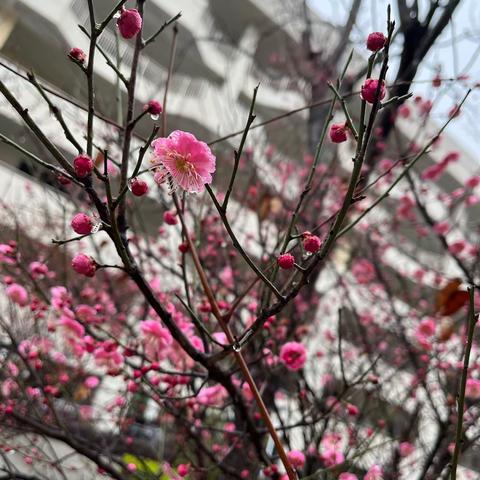 细雨如丝，梅花绽放