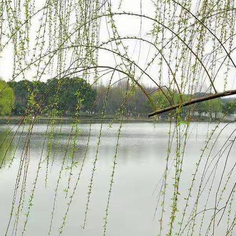 疫情下的居家生活---一年二班 黄子轩