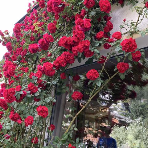 纵情欧洲，追寻文艺复兴的足迹之二～瑞士