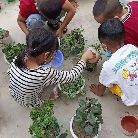 芒市户拉幼儿园劳动活动《给我的花园除除草》