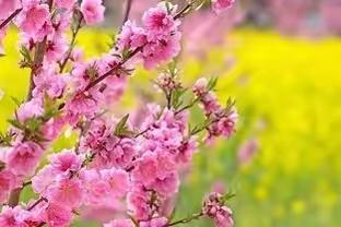 三月，春风十里，桃花十里，都为你