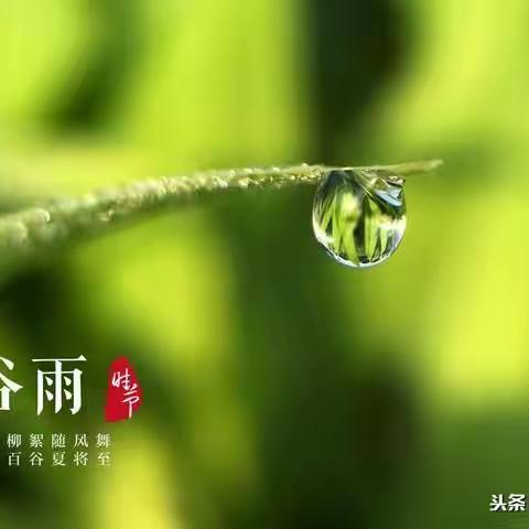 春季的最后一个节气——谷雨