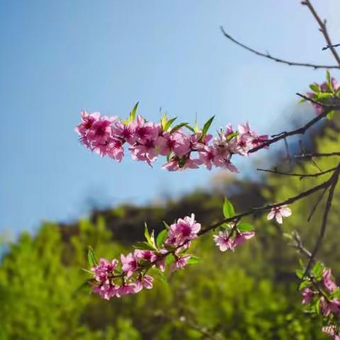 青西新区烟台前幼儿园“停课不停学，空中小课堂”大班组幼儿语言—《小蝌蚪找妈妈》