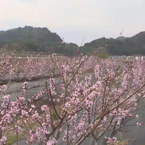 约吗？南城千亩桃花全面盛开了 漫山遍野的粉色浪漫