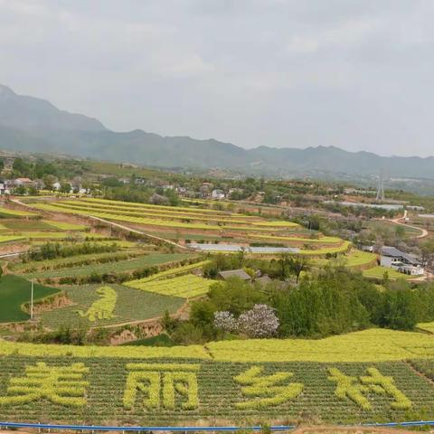 乡村美景油菜花