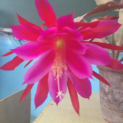 第十二周九年三班——努力拼搏，继续前行！