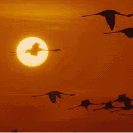 第十三周九年三班——向理想的目标展翅翱翔