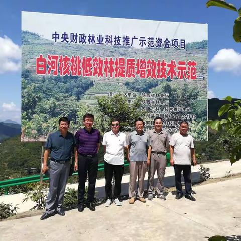 白河核桃低效林提质增效技术示范项目顺利通过省林业局专家组现场查定