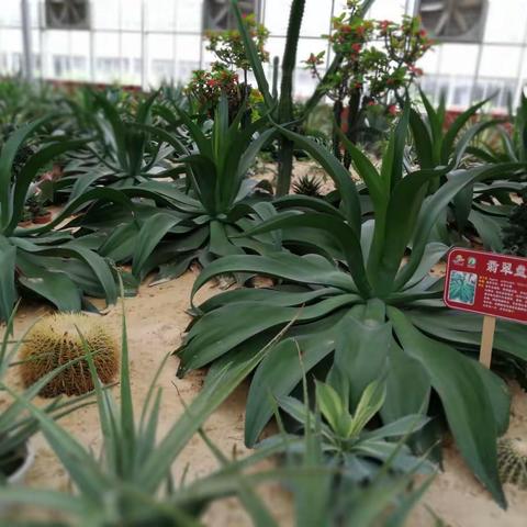 广西五彩田园一天游（续）