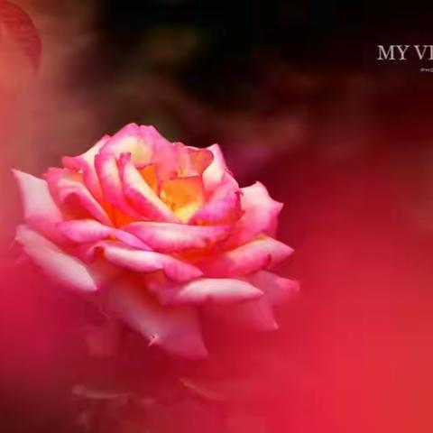 争芳斗艳---惑之花