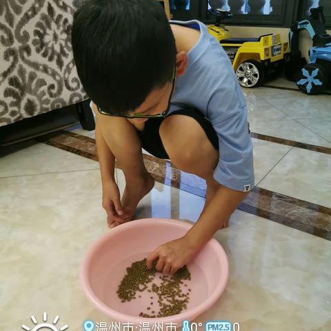 种植无添加有机绿豆芽