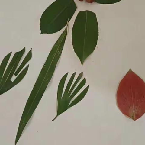 明德二（1）班树叶粘贴画展