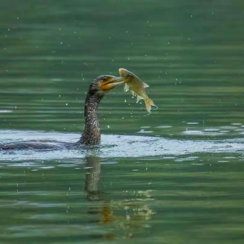 莲湖飞来鹰