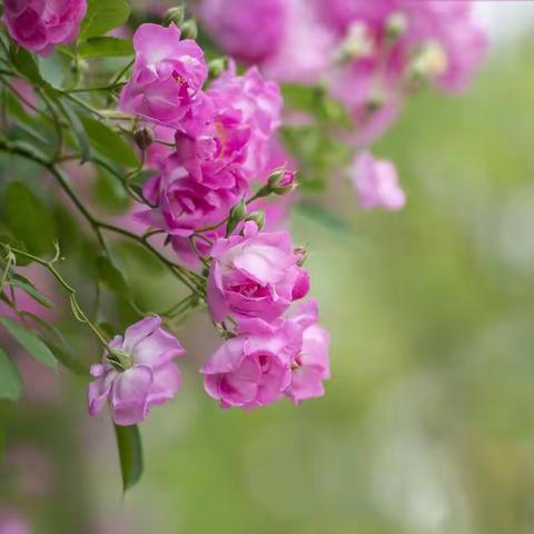 蔷薇花正开
