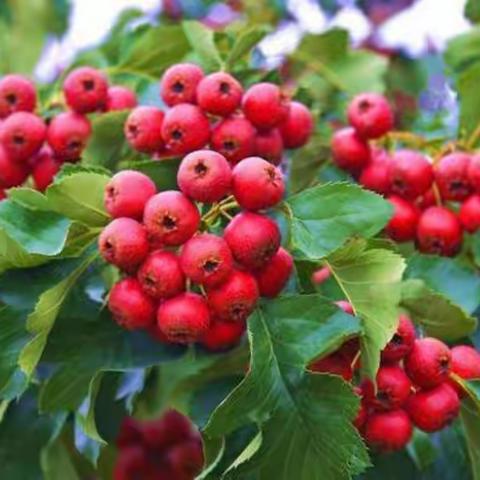 【山楂树下的约会】——良乡双语艺术幼儿园山楂丰收季