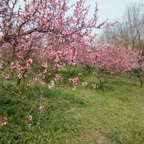 【德润四初】红马甲比春花更美艳