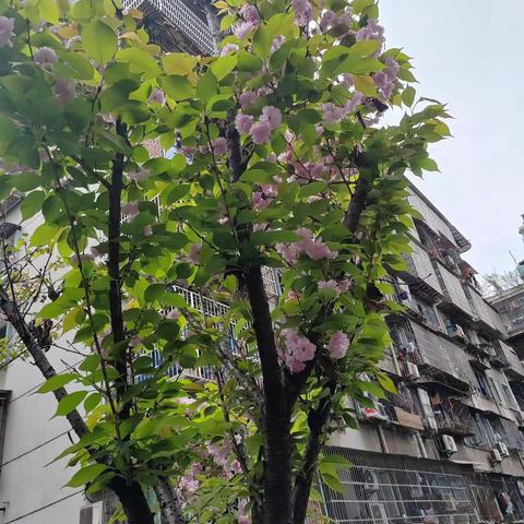 樱花树