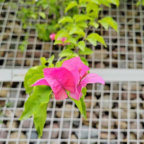 花不语