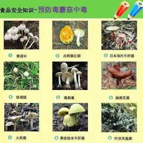 大桥学校关于“预防毒蘑菇中毒”致家长的一封信（副本）