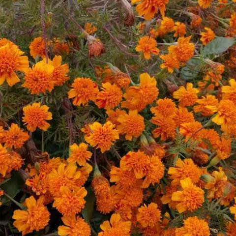 我给生物分分类（老家特辑）