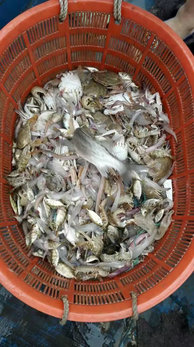 温州苍南鱼寮渔村,乘船出海捕鱼,自己动手,最新鲜的海鲜大餐