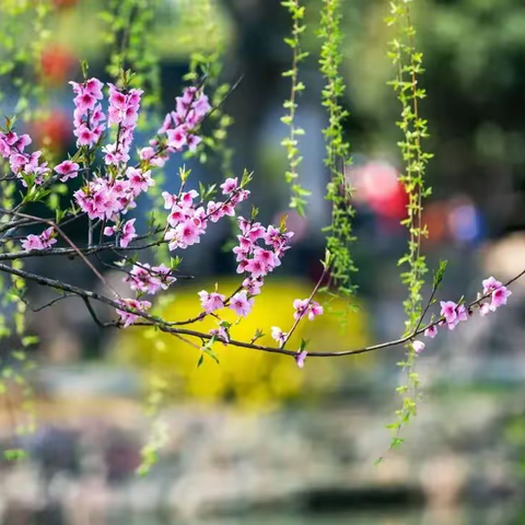 线上云写生，不负好春光----商洛市初级中学八年级美术线上写生课 春日花卉写生