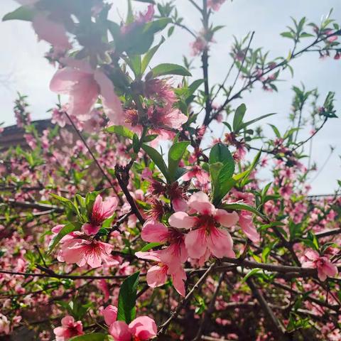 孙堡营中心小学线上学习