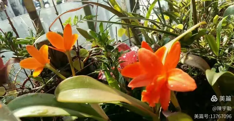 清香木盆景价格表大全