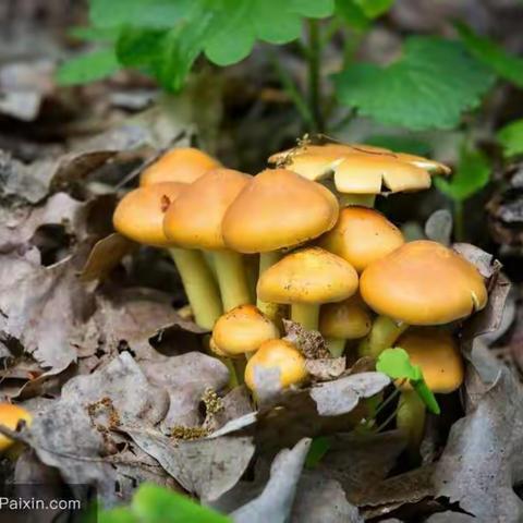 桃丰学校开展食品安全《小手拉大手，预防野生菌中毒》宣传活动