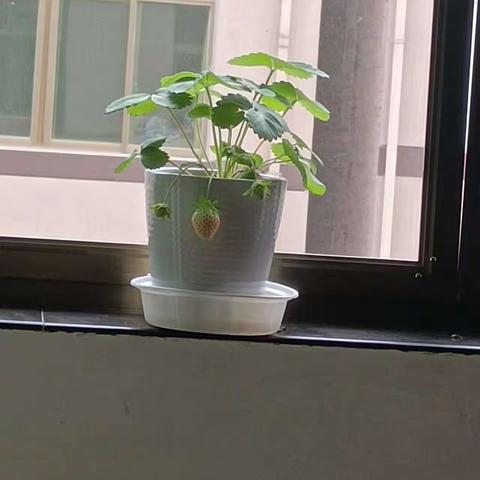 辛勤耕耘，静等花开（三）关键词:草莓🍓