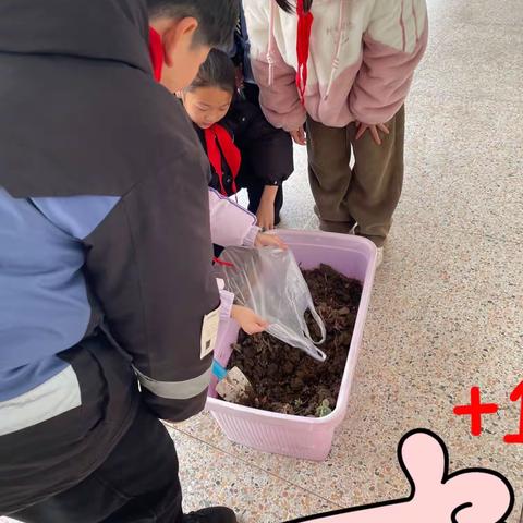 绿植美我心  界牌中心小学五16班