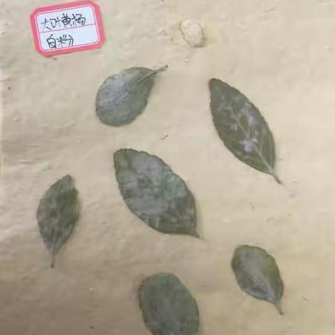 植物病理实习作业