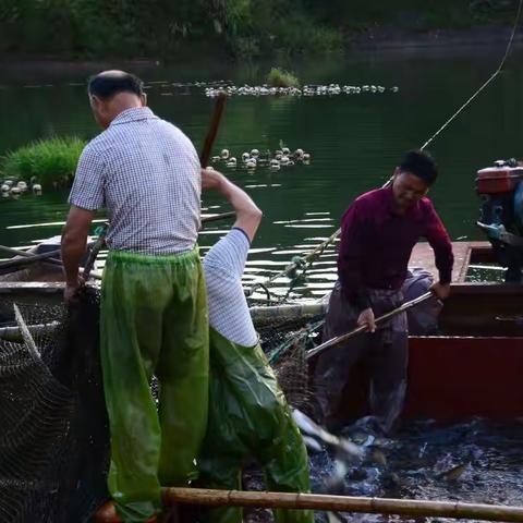 聚仙岩捕鱼记