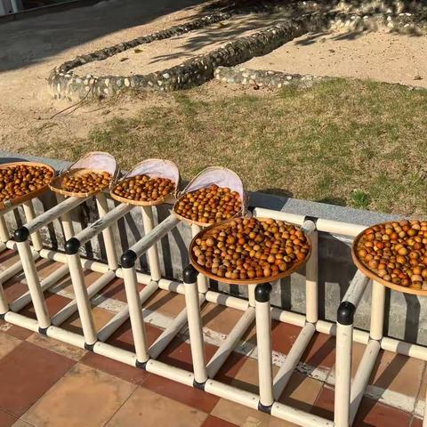 【班本课程】秋天的收获——制作龙眼干1