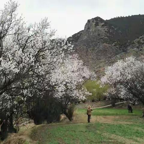 西藏之行游记——林芝之旅（二）桃花沟、雅江大峡谷、尼洋河（2017年3月21——22日）