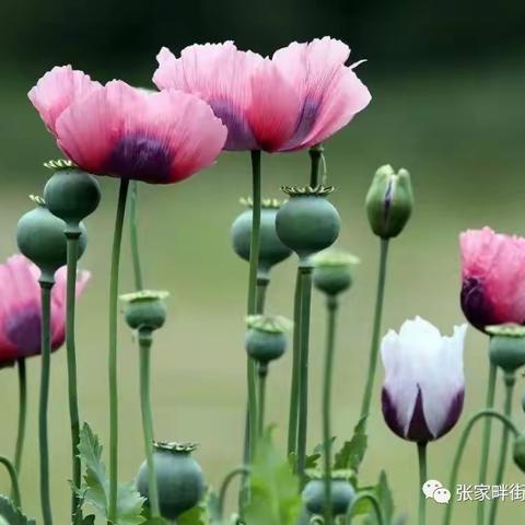 张家畔街道办禁种铲毒 种毒违法 涉毒必究宣传