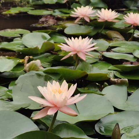 春光如画美如诗 正是少年读书时