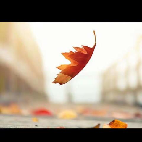 一叶落知天下秋🍃🍃🍂🍃🍂🍃🍂