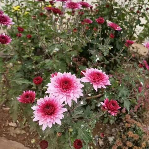 冬日之美！初冬菊花吐芬芳