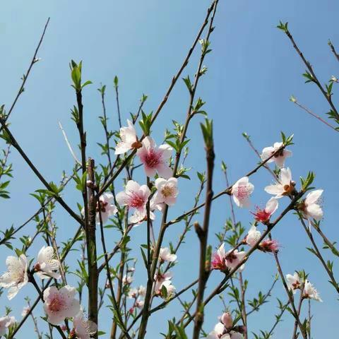 一分钟 我能行——江南小学行规趣味赛