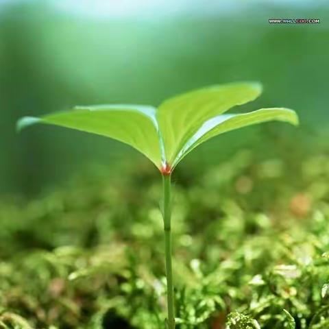 我和春天有个约会 ——江南小学拔草记