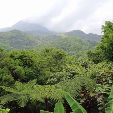 十岁男孩眼中的五指山热带雨林