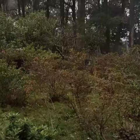 青玉案（年初十登山有感）