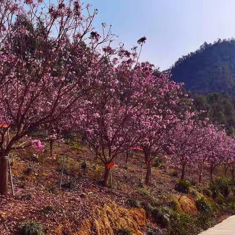 新会紫花风铃木观赏记