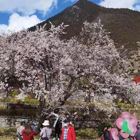 第十五届林芝桃花节实录